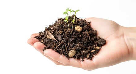 Hand holds soil pile sprouts grow with roots rocks leaves visible