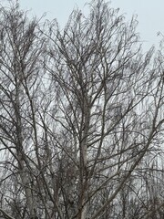 Leafless tree branches reaching toward a pale sky in early winter, captured in rural Alberta, Canada. The image highlights the quiet stillness and minimal beauty of the changing seasons.