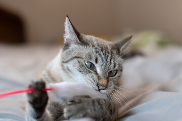 おもちゃで遊ぶ可愛い猫	