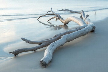 Driftwood dreamscape on tranquil beach at sunrise, perfect for coastal decor and serene summer vibes, evoking peace and natural beauty with soft pastel colors