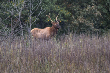 bull elk in the woods