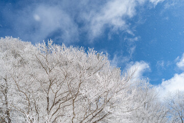 見上げると美しい霧氷と青空