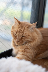 可愛い猫の眠そうな顔 　茶トラ猫