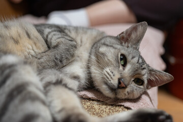 窓辺で眠る可愛い猫　サバトラ猫	