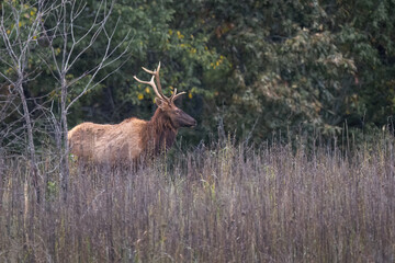 bull elk in the woods