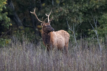 bull elk in the woods