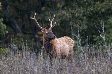 bull elk in the woods