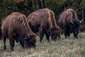 american bisons