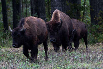 Mom bason feeds baby while walking