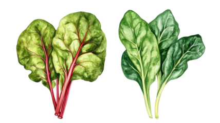 Vibrant fresh chard and spinach leaves with green texture healthy organic vegetables full of nutrients isolated on white background