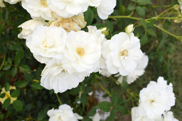 Fototapeta premium Beautiful white rose flower closeup in garden, A very beautiful white rose flower bloomed on the rose tree, Rose flower closeup, bloom flowers, Natural spring flower, Natural floral background,