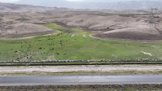 Aerial View of rural Landscape in Countryside of Afghanistan, Road and Herd of Cows in Grassland