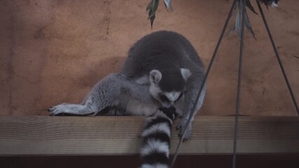 Lemur animal cleaning itself, front view