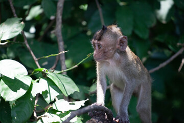 可愛いサル