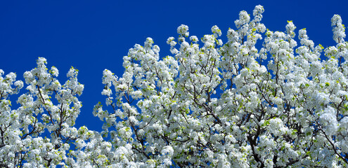Spring background. Blossom Cherry tree flowers on blue sky background. Spring flowers. Blooming tree branch with large white flowers. Flowering. Spring pattern.