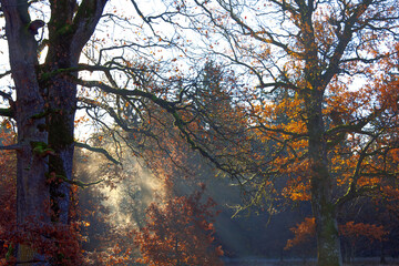 Hazy moody day and sunbeams in the forest with orange foliage