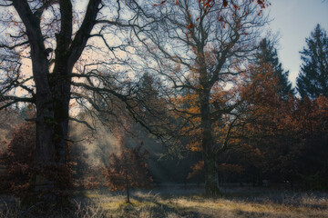 Sunlight, sunbeams and fog in the autumn in forest