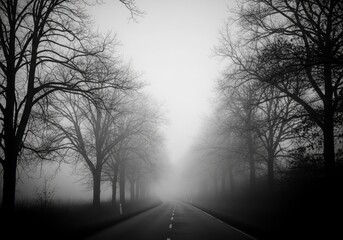 A foggy morning road surrounded by trees with soft natural blur and muted tones, evoking calm and mystery.
