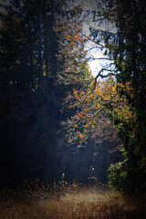 Sunbeams on a forest part, illuminating a colorful tree