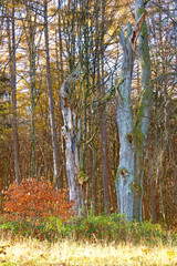 Two grey tree stems and colorful vegetation in the autumn
