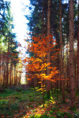Young tree with red yellow foliage between the big trees in the forest