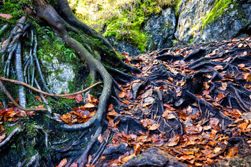 Close up of the long roots of a tree on a rock in the forest