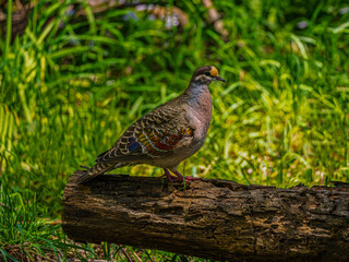 Colorful Bronzewing Pigeon Standing On Log
