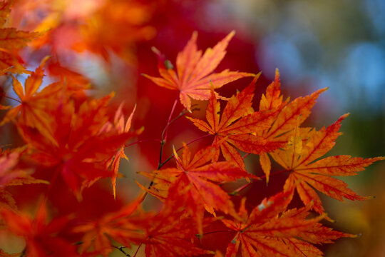 Golden leaves in a autumn forest. Autumnal mood. Autumn beauty. Maple leaves in sunlight. Autumn fall background. Autumn foliage. Beautiful fall leaves. Red maple branches against blurred background.