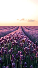 Obraz premium Rows of lavender flowers stretch to the horizon at sunset, creating a calming and picturesque view in provence