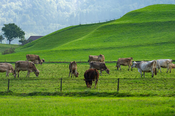 Cows on a pasture in Alps. Cows eating grass. Cows in grassy field. Dairy cows in the farm pastures. Brown cow pasturing on grassy meadow near mountain. Cow in pasture on alpine meadow in Switzerland.