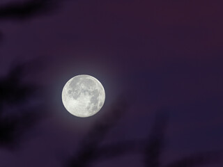 Super moon in the morning with a bit of fog beside some branches