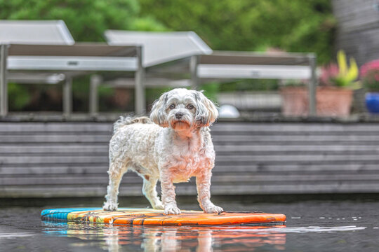 Maltese dog standing on colorful surfboard in garden pond near modern wooden house, cute pet enjoying outdoor summer leisure