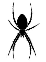 spider, arachnid, insect, creepy, silhouette, black, bug, animal