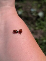 ladybug on the hand