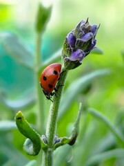 ladybird on a flower