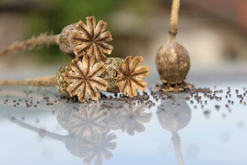 poppy with reflection