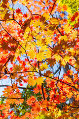 Autumn leaves in hokkaido