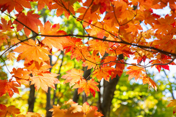 Autumn leaves in hokkaido