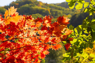 Autumn leaves in hokkaido
