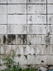 Vertical old white brick wall with tiny plant on the ground