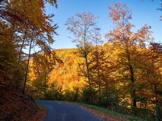 Obraz premium Scenic forest road in Slovakia during autumn, covered with colorful leaves. Beautiful yet risky for driving — wet foliage and curves make mountain roads slippery and unpredictable.