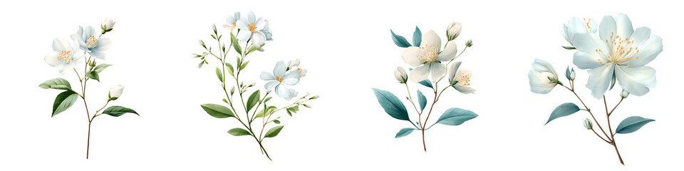 Obraz premium Watercolor Jasmine Flower Set - Elegant Floral Botanical Illustration