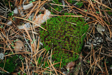 Moss in close-up in the autumn coniferous forest.
