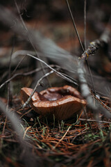 Edible mushroom close-up in the autumn forest.
