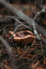 Edible mushroom close-up in the autumn forest.