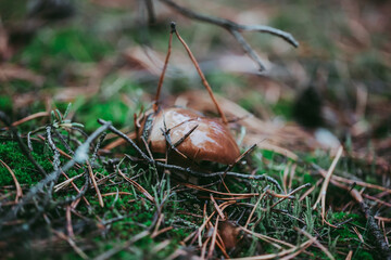 Buttercup mushroom close-up in the autumn forest.