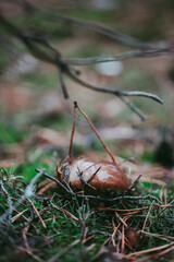 Buttercup mushroom close-up in the autumn forest.