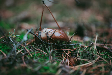 Buttercup mushroom close-up in the autumn forest.