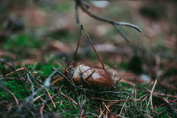 Buttercup mushroom close-up in the autumn forest.