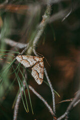 A brown moth on a branch in a coniferous forest.